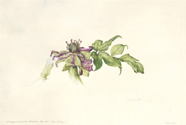 Kate Nessler, Tree Peony