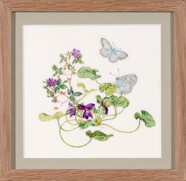 Janet Marsh Violet viola riviniana ,and chalk hill blue butterflies Lysandra coridon, 2022 Watercolour on vellum 5.51 x 5.70ins (14 x 14.5cm) (artwork size) 7.48 x 7.67ins (19 x 19.5cm) (framed size)
