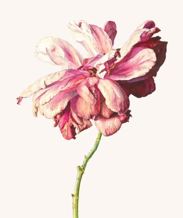 Rosie Sanders, Rosy-fingered Dawn