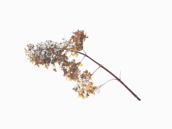 Fiona Strickland, Hydrangea pinniculata