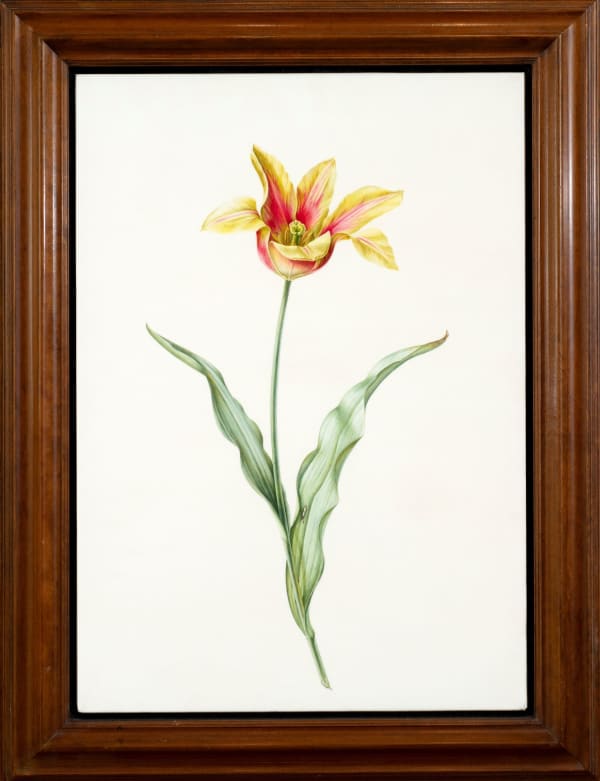 Brigid Edwards Mrs. Kaufmann's Tulip, 1996 Watercolour over pencil on vellum 20 x 14ins (50.8 x 35.6cm) (artwork size) 63x47.5cm (framed size)