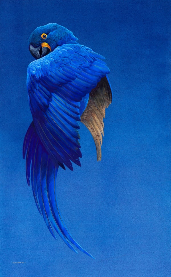 Tim Hayward, Hyacinth Macaw, 2024
