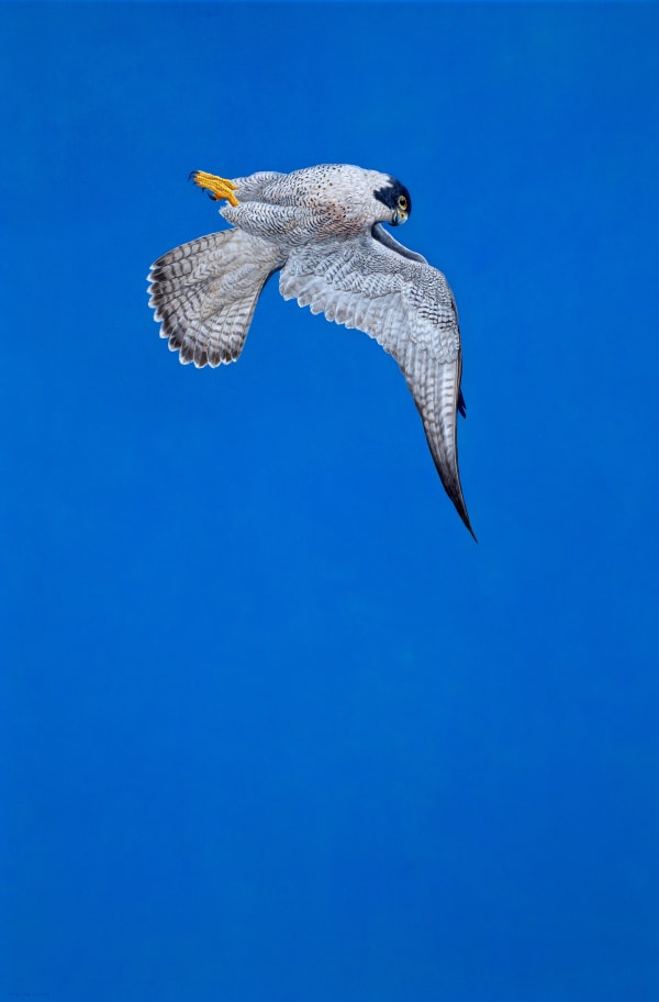 Tim Hayward, Focused - Blue, 2023