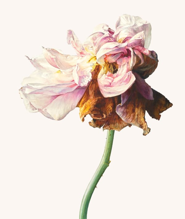 Rosie Sanders, La Vie en rose