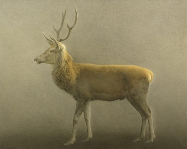 Marzio Tamer, Deer