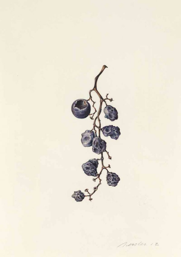 Kate Nessler, Concord Grapes (16)