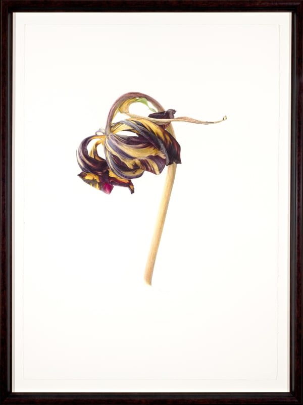 Fiona Strickland Lord Stanley, 2023 Watercolour on Fabrianno Artistico HP 640 gsm 41.34 x 29.72 ins (105 x 75.5 cm) (artwork size) 47.24 x 35.43 ins (120 x 90 cm) (framed size) Signed ‘Fiona Strickland’ (lower centre)