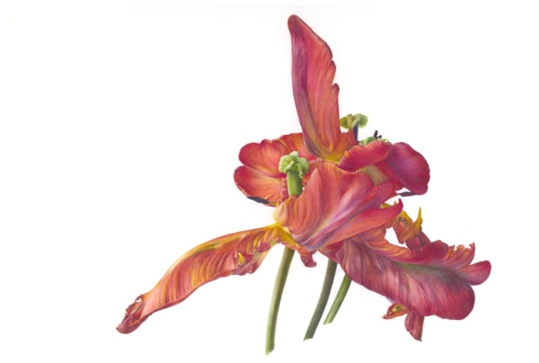 Fiona Strickland, Group Portrait (Tulipa ‘Blumex Parrot’)