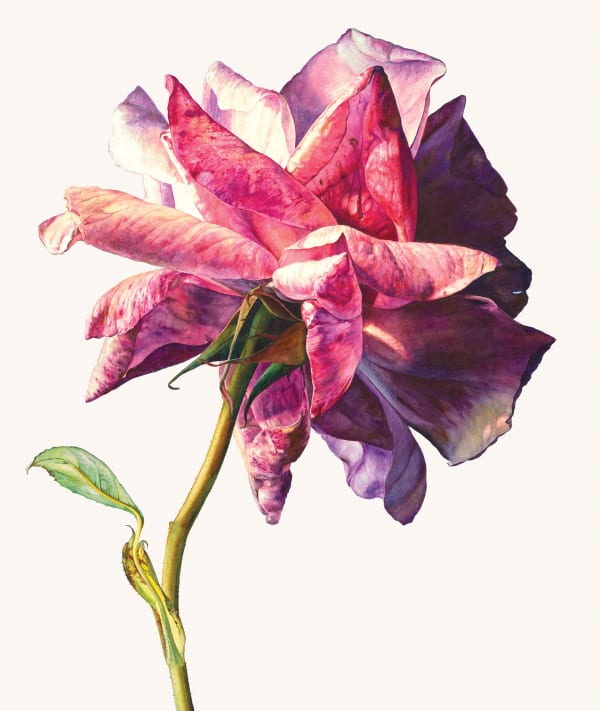 Rosie Sanders, Sue's rose