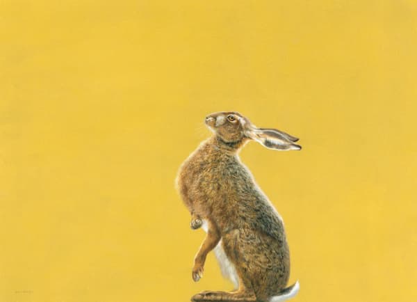 Tim Hayward, Brown Hare, 2024
