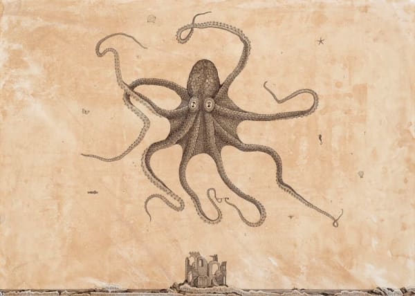 Andrea Collesano, OCTOPUS VULGARIS (Octopus) , 2025