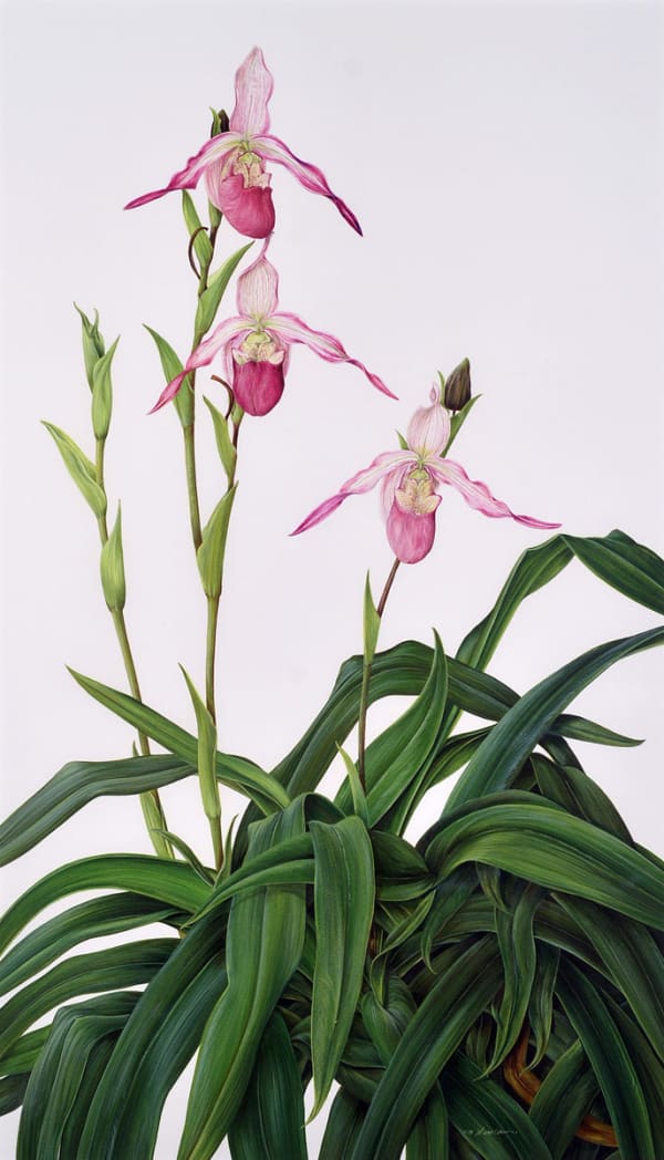 Kate Nessler, Phragmipedium Schroederae ‘Roseum’, 1995