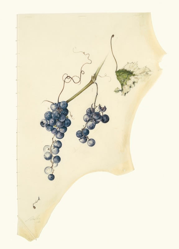 Kate Nessler, Concord grapes