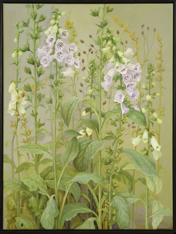 Jane Wormell Foxgloves, 2020 Oil on linen 31.50 x 23.62ins (80 x 60cm) (artwork size) 32.28 x 24.41ins (82 x 62cm) (framed size)