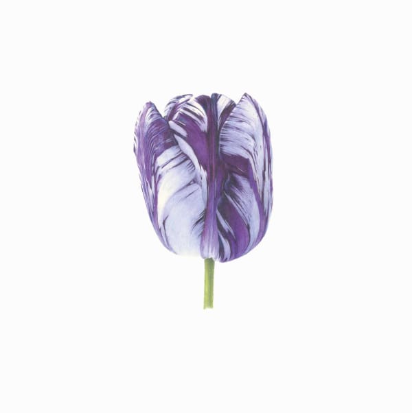 Fiona Strickland, Tulipa ‘Rory McEwen’ (English Florists' Tulip)