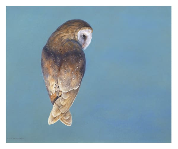 Tim Hayward, Barn Owl - Cerulean, 2020