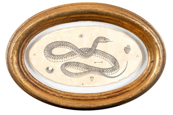 Andrea Collesano, CUSTODE ( SNAKE ) , 2022