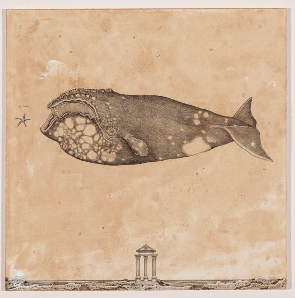 Andrea Collesano, EUBALAENA AUSTRALIS (Whale), 2025