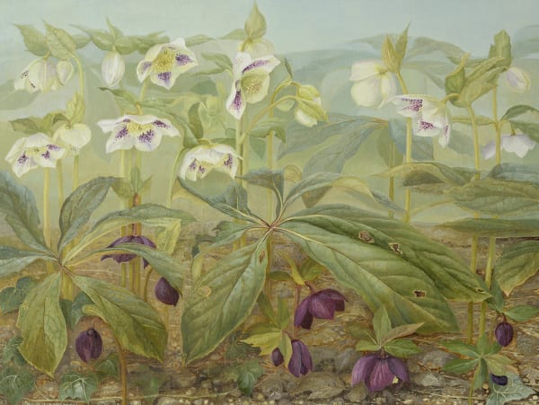 Jane Wormell, Hellebores