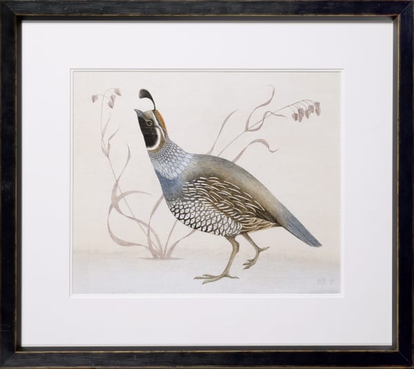 Harriet Bane, Californian Quail