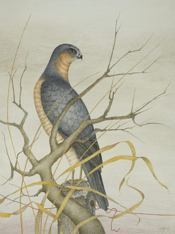 Harriet Bane, Sparrowhawk