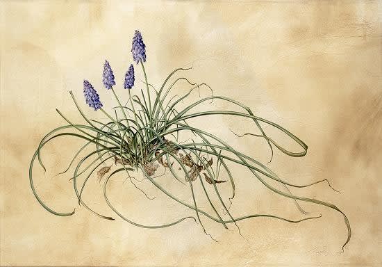 Kate Nessler, Grape Hyacinths