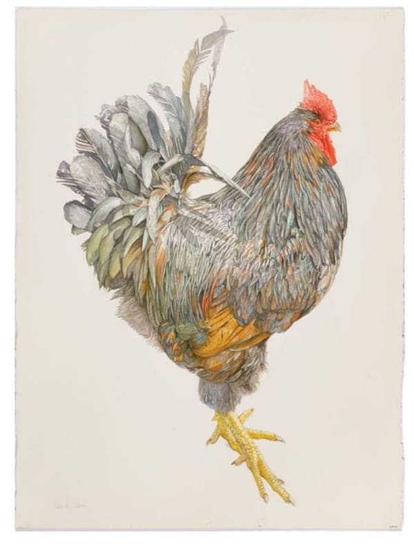 Roland Corbin, Barnevelder Cockerel
