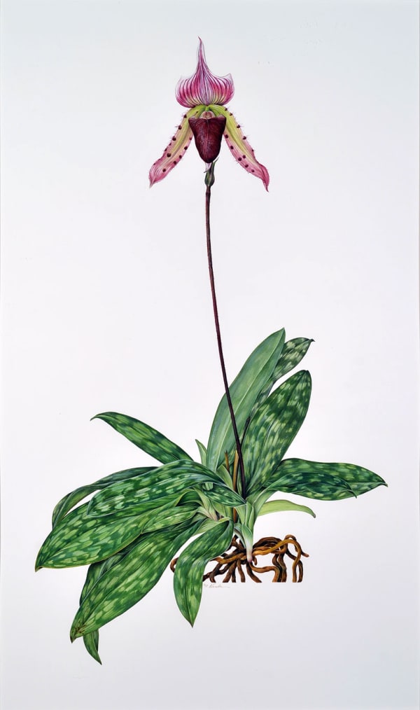 Kate Nessler, Paphiopedilum callosum (Osimis "Ra" x callosum '"Madre de dios"), 1995