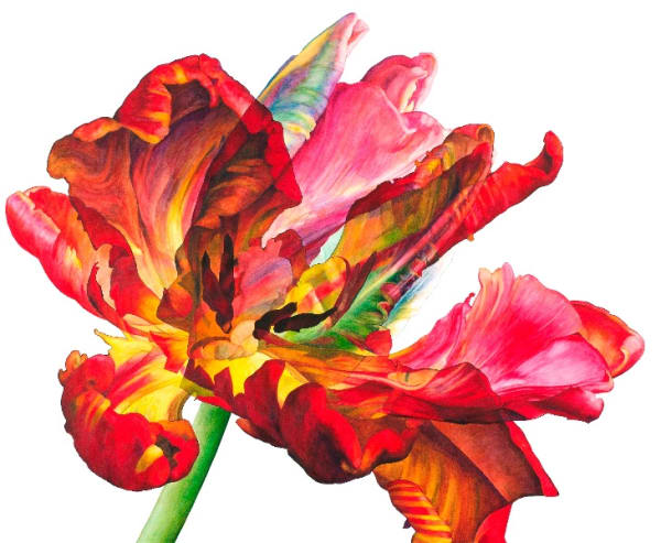 Rosie Sanders, Tulipa