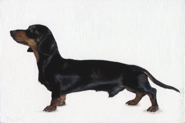 Alison Elliott, Bongo (Miniature Dachshund)