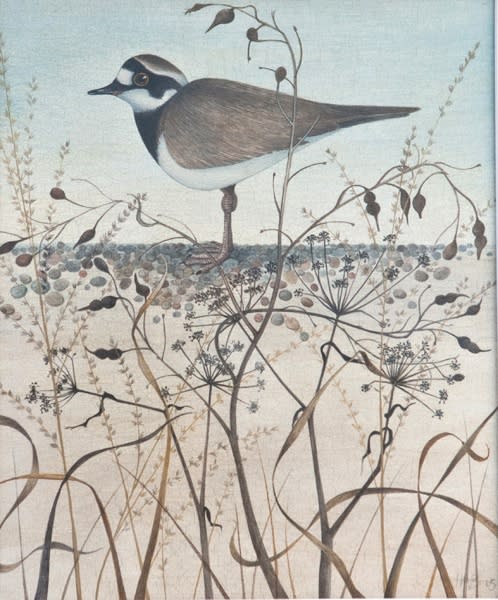 Harriet Bane, Little Ringed Plover