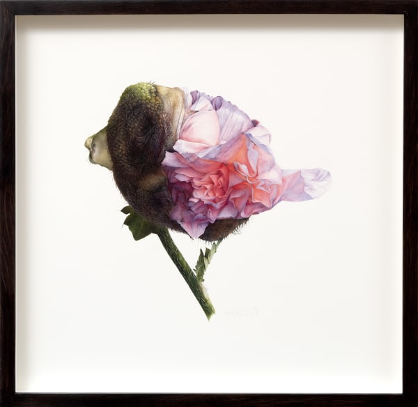 Fiona Strickland, Oriental poppy, 2021