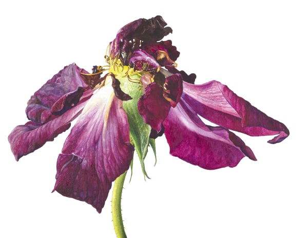 Rosie Sanders, A dance to the music of time