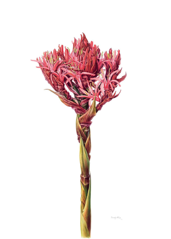 Beverly Allen, Gymea Lily (Doryanthes excelsa)