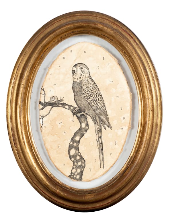 Andrea Collesano, INVENTUM ( PARROT ) , 2022