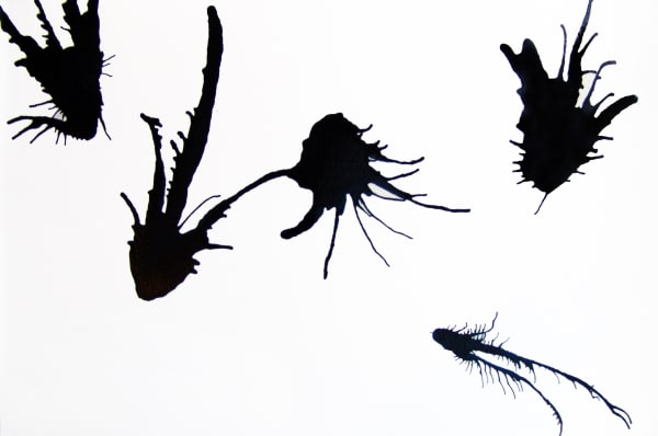 Joseph La Piana Blow Study 1D, 2008 Ink and shellac on cold press watercolor paper works on paper 10" x 15"