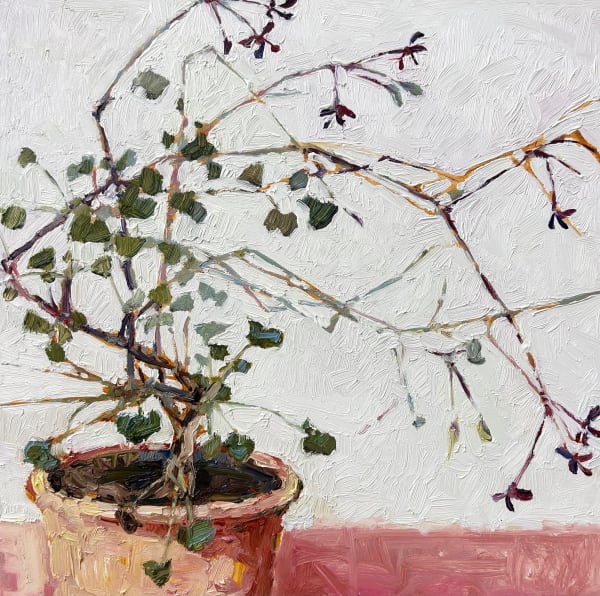 Nicola Stratton Tyler, Leggy Pelargonium 'Sidoides'