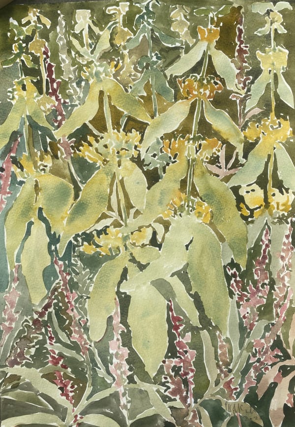 Beatrice Hasell-McCosh, Stachys