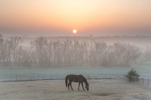 Matt Payne, Hazy Pasture, Edmond, Oklahoma. Edition 1 of 5