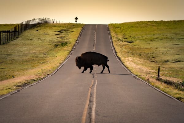 Matt Payne, Bison Crossing, Wichita Mountains, Oklahoma. Edition 3 of 5