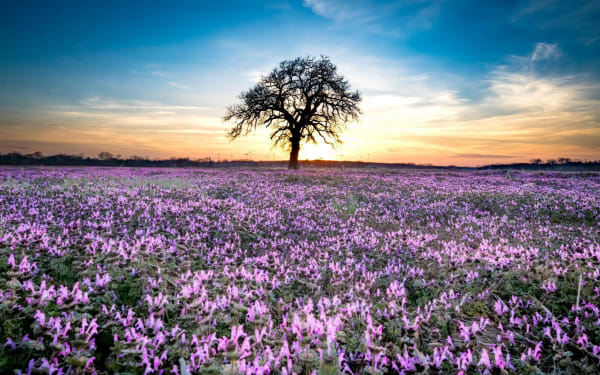 Matt Payne, Lavender Arcadia, Arcadia, Oklahoma. Edition 3 of 5