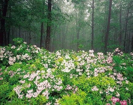 Yousef Khanfar, Divine, USA, Landscape Collection