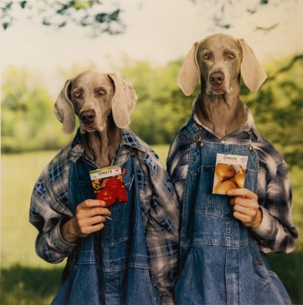 William Wegman, Hope