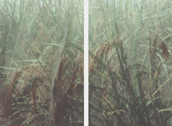 Lo Lai Lai Natalie, Closest Glacier II, 2022