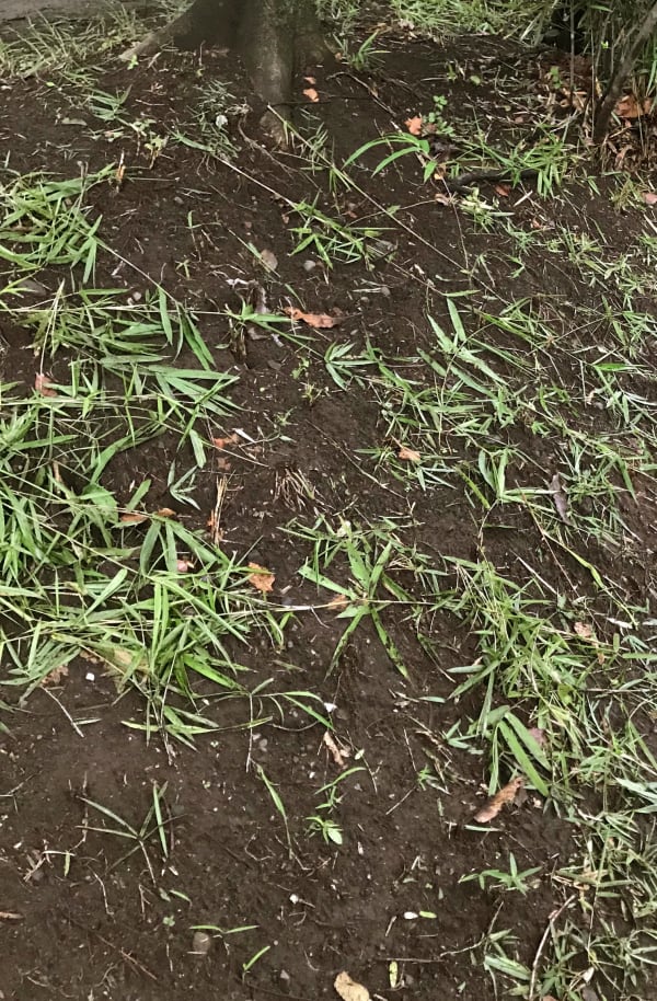 Eri Takayanagi, 草刈り(2), 2019