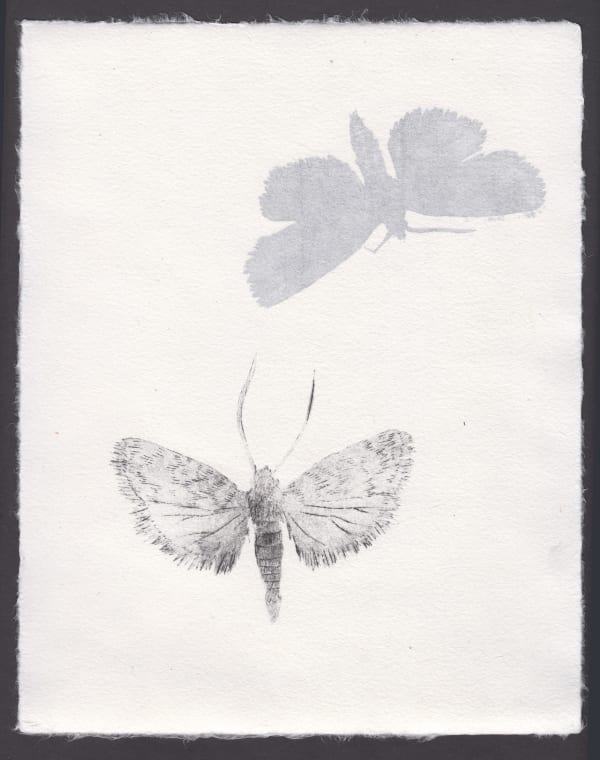 Camilla Taylor, Eclipse XV, 2022