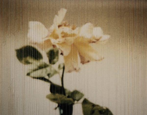 Susanne Wellm, Late Blooming (Yellow Rose), 2023