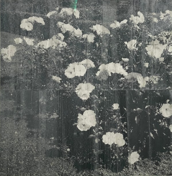 Susanne Wellm, White Roses, 2022