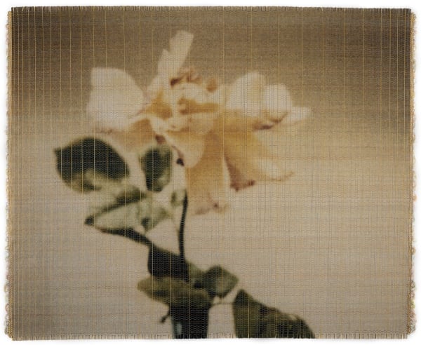 Susanne Wellm, Late Blooming (Yellow Rose) , 2023