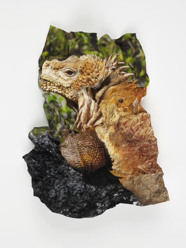 Marcus Coates, Ritual for Reconciliation: Galapagos Land Iguana (Conolophus Subcristatus) Galapagos Islands, Ecuador, 2013